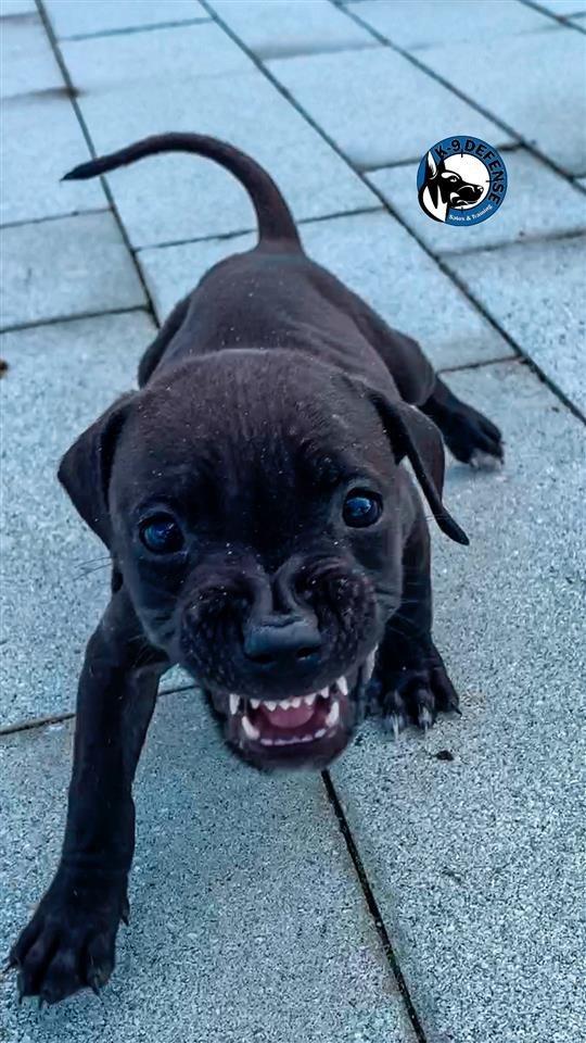 Pitbull
