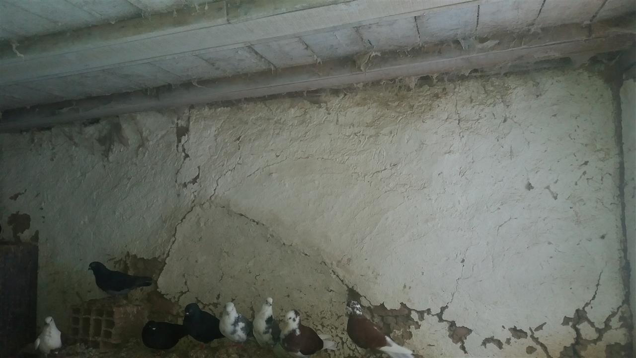 Plluma
