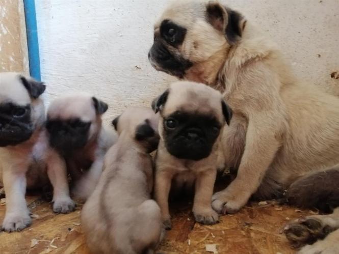 Pugg mopps
