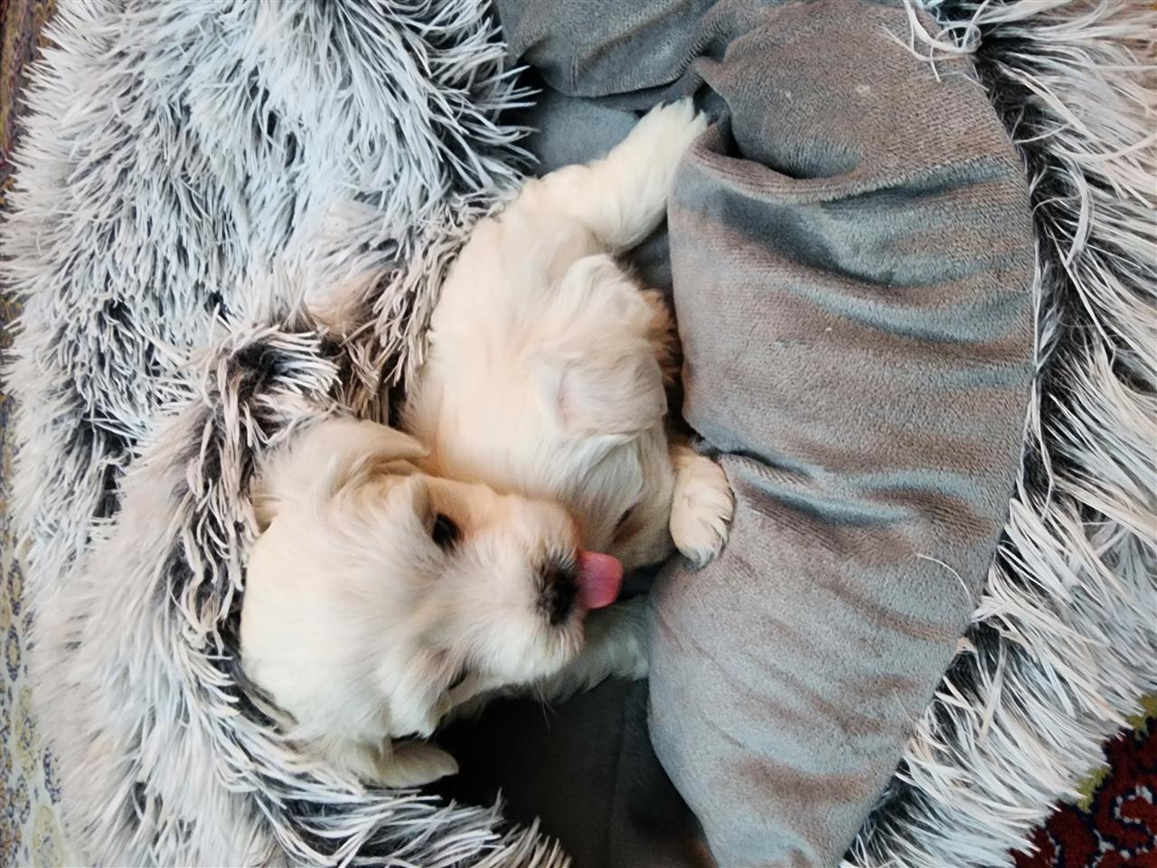 ---Shiten-Mini-Maltezer---
