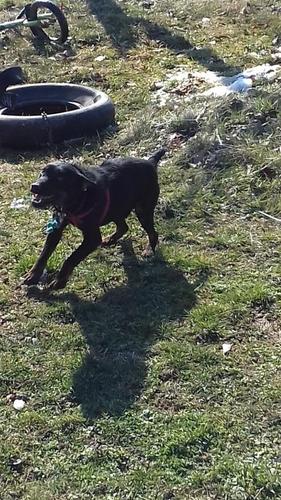 Terrier 