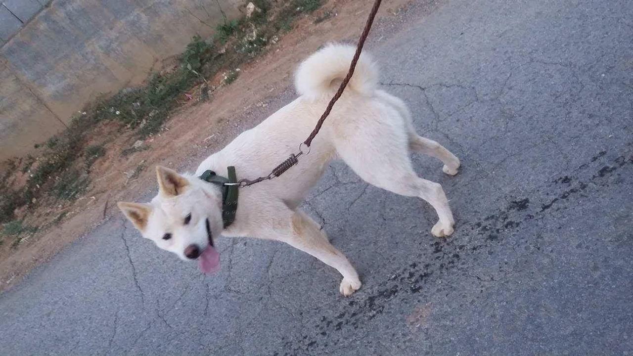 Haski--