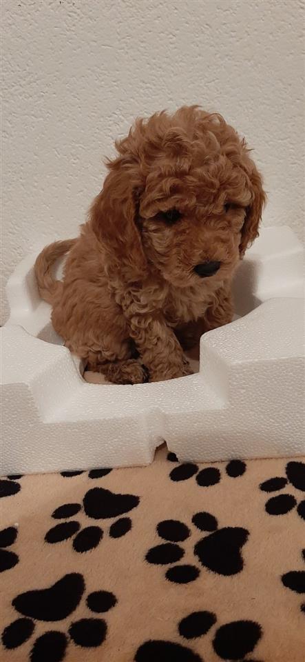 Mini-pudla