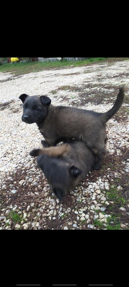 Malinois