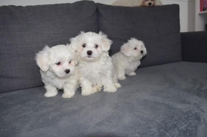 MALTEZER