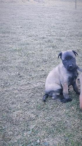 Malinois Belg