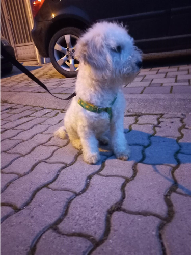 Mini pudle