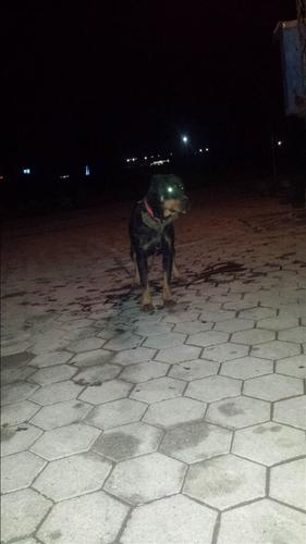 Rottweiler