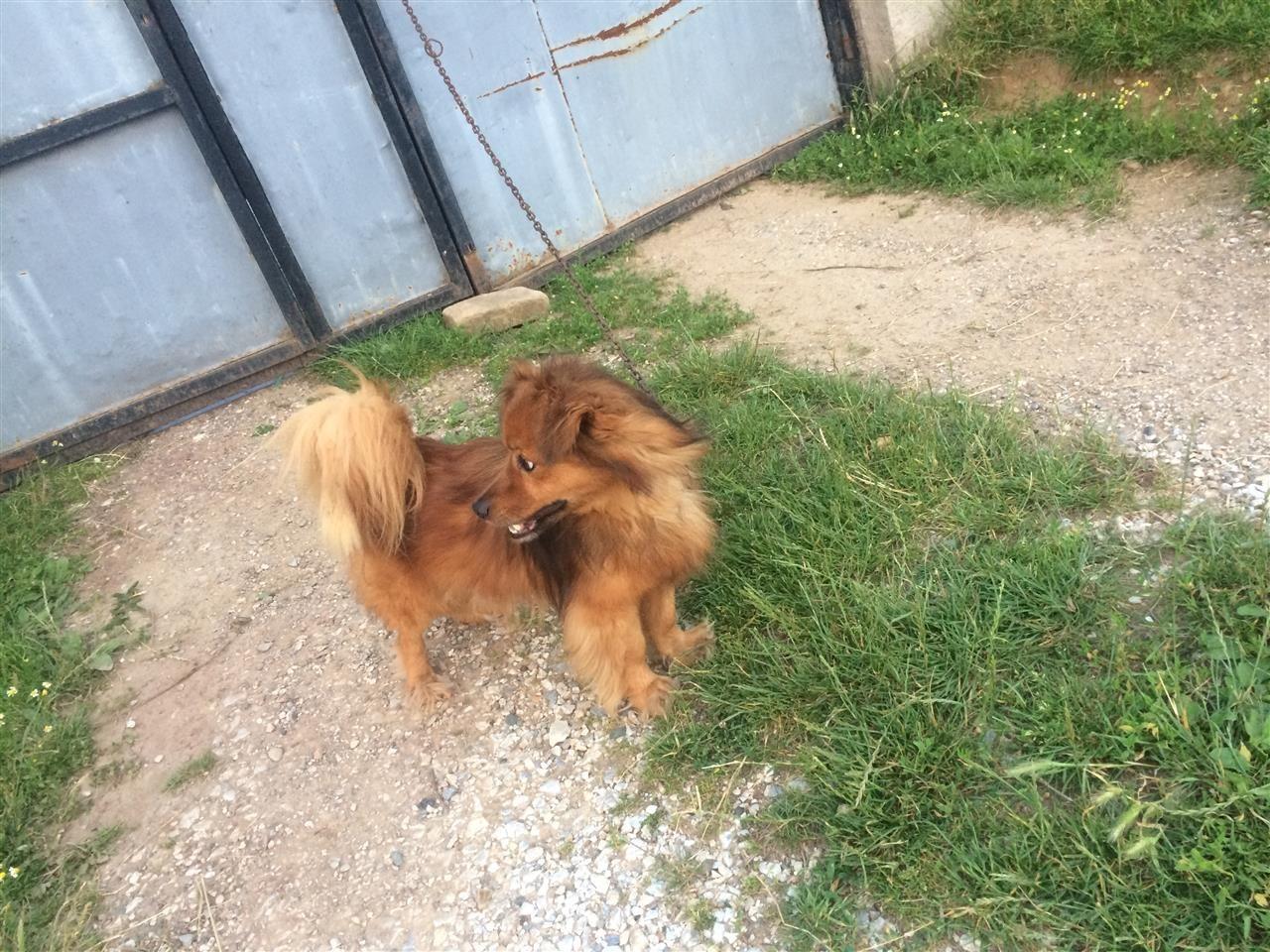 Bubi-