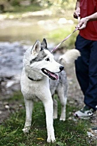 Haski