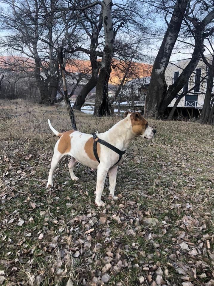 Pitbull