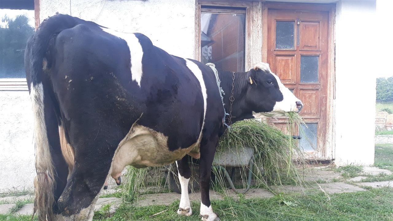 Lopa