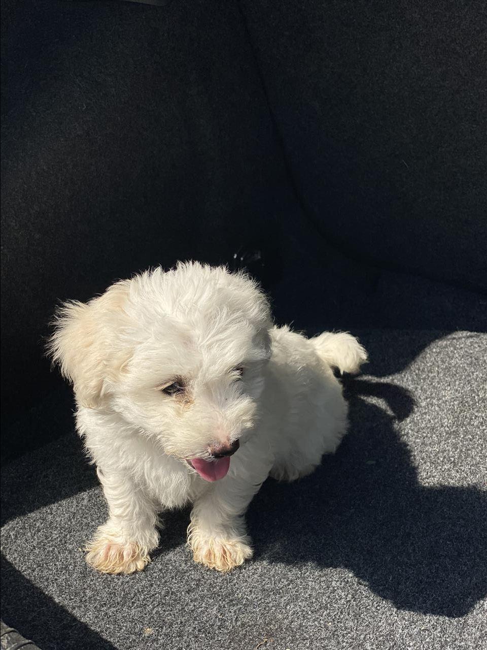 Maltezer