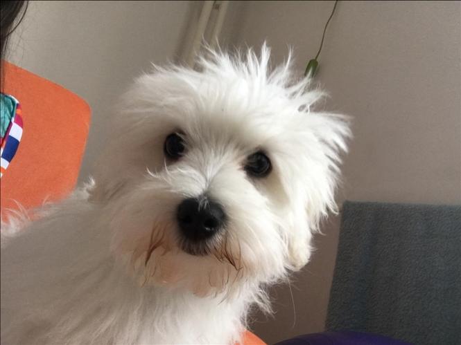 Shitet maltese
