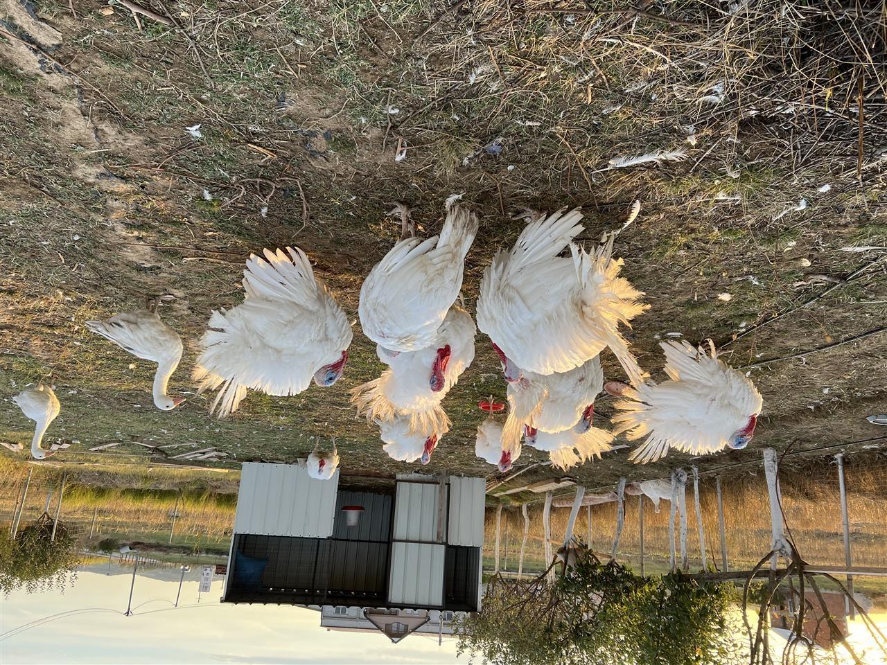 Shiten-qurat-te-mishit