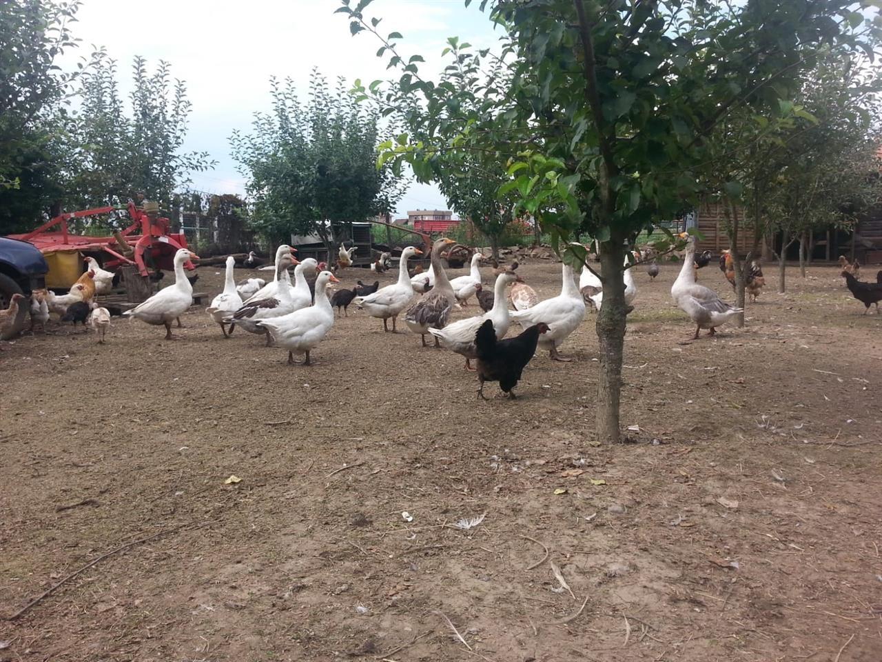 Shiten-gusat