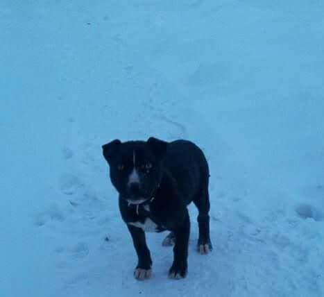 Pitbullka