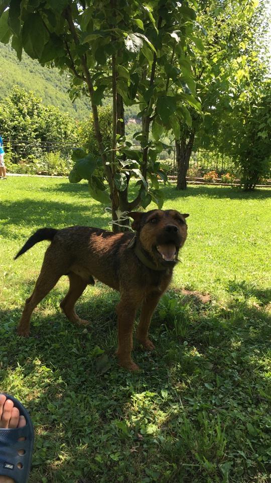 Terrier