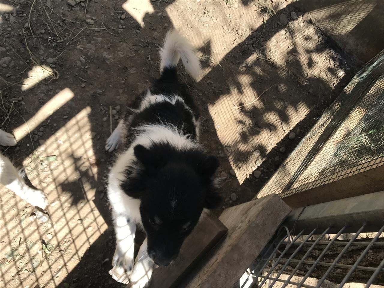 Mini-spitz