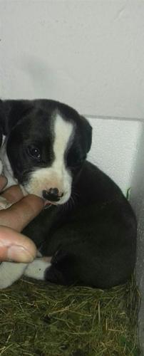 Pitbull