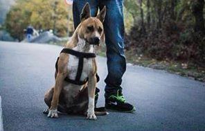 Pit bull 
