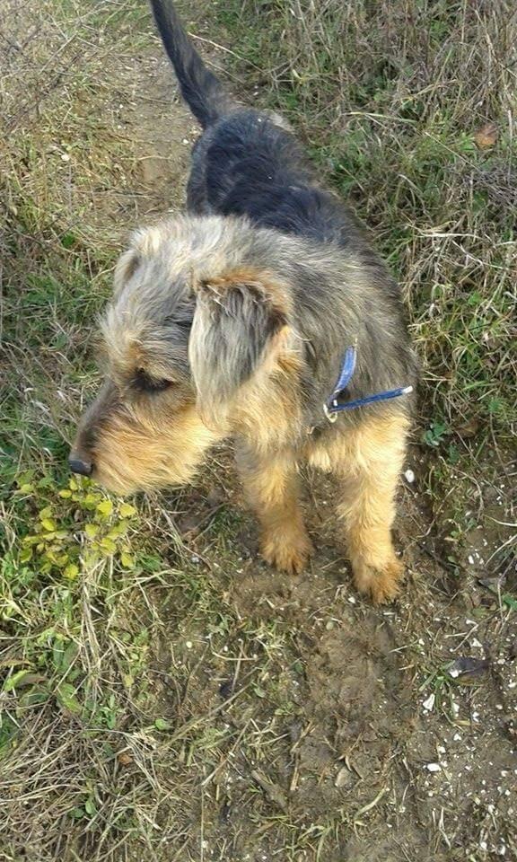 Terrier