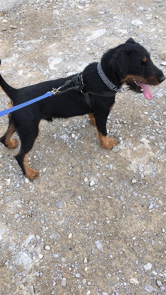 Terrier-
