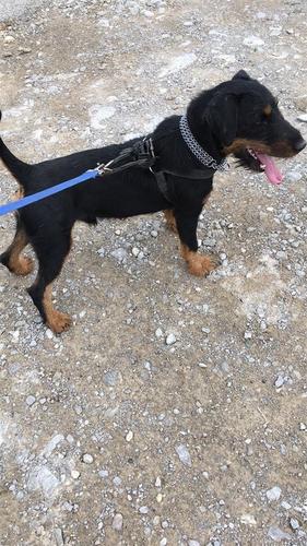 Terrier 