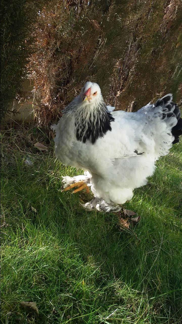 Brahma