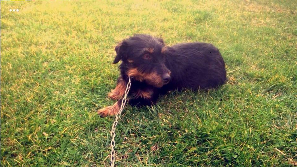 Terrier-