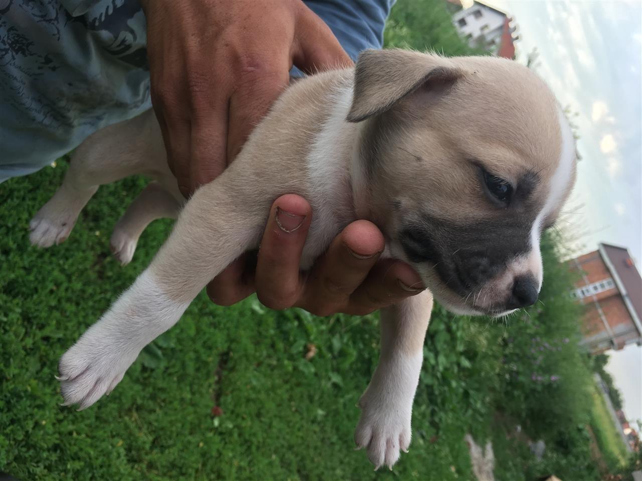 AMSTAFF