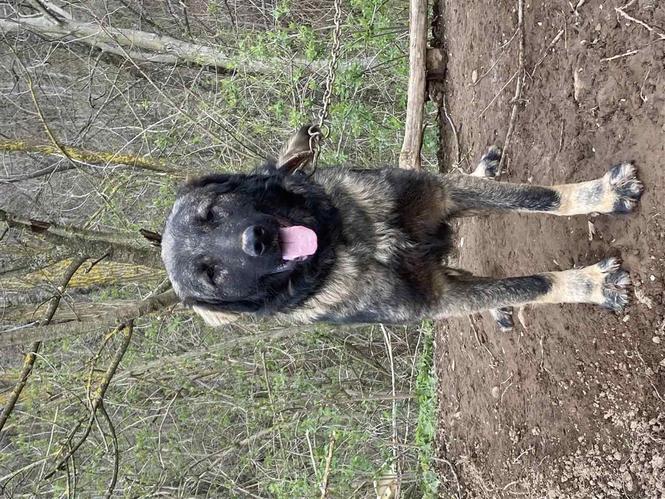 Kasapi
