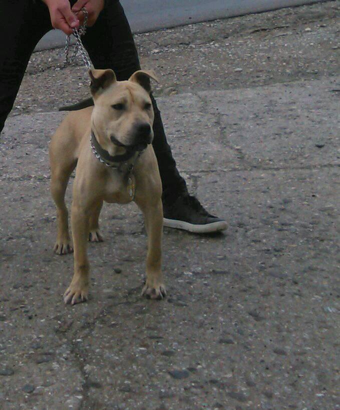Pitbull