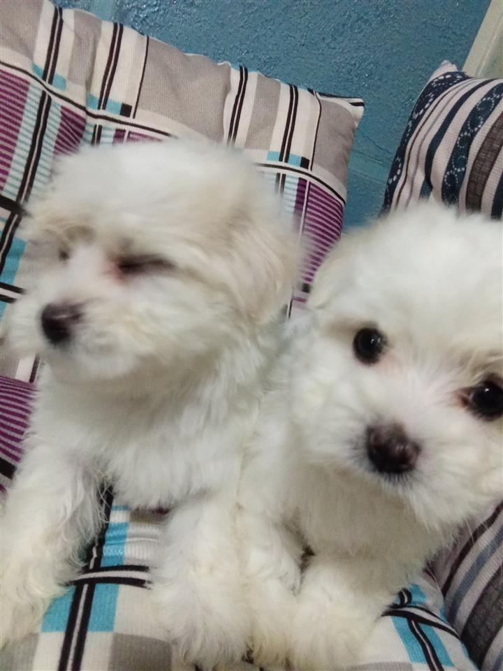 Mini-maltezer