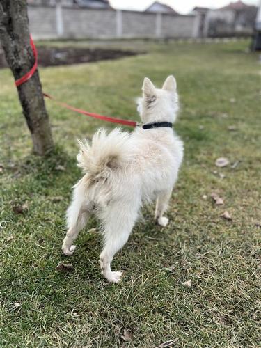 Minispitz