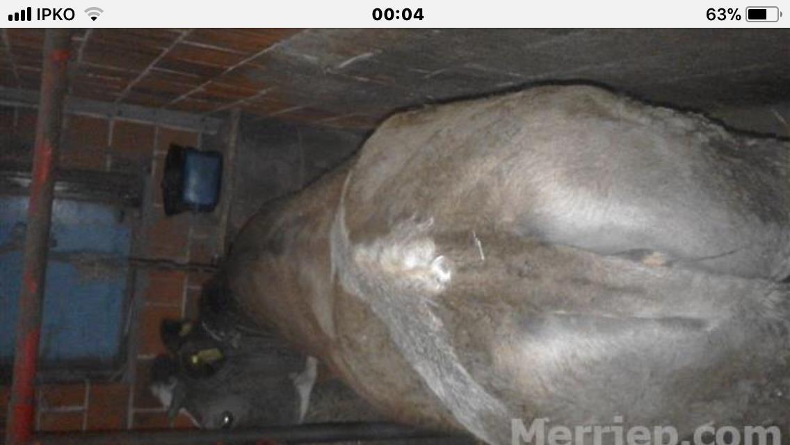 Shitet-mshtjerra-12-mujshe-afer-400-kg