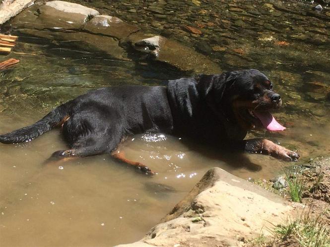 Rottwailer 