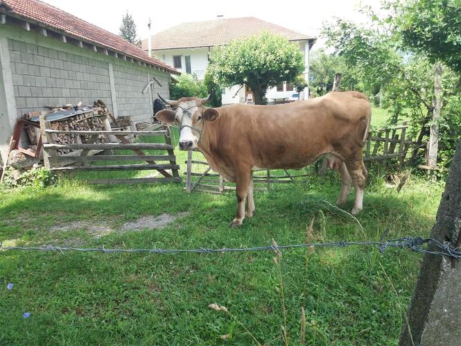 Lopë