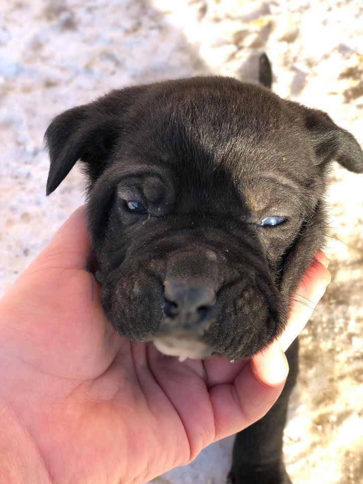 Qen-Cane-Corso