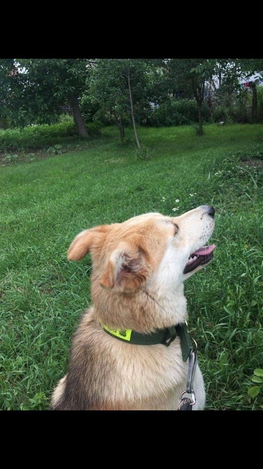 Ipet-për-Adoptim