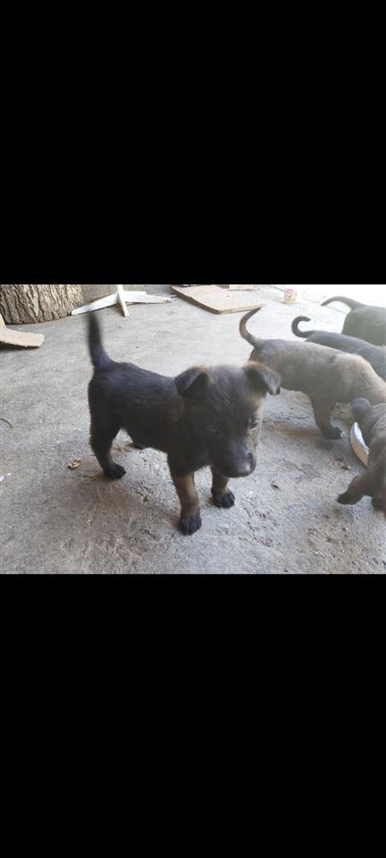 Malinois