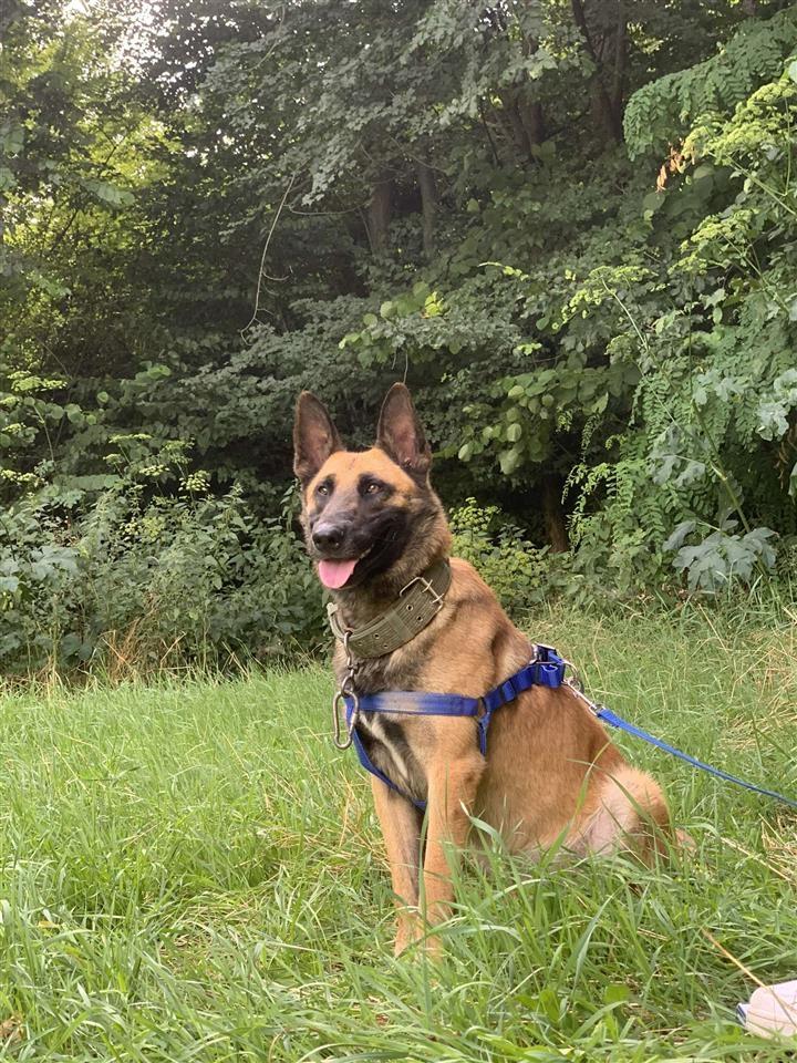 Belg-malinois-