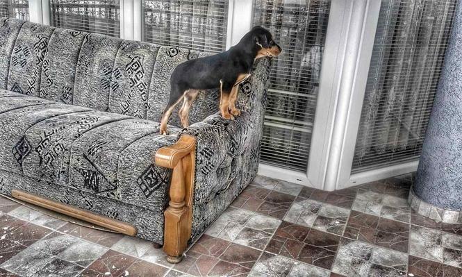 Rottweiler i perzier