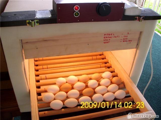 Inkubator