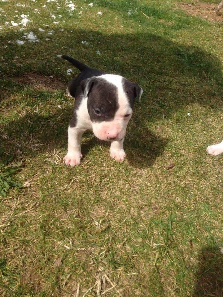 Pitbulla-