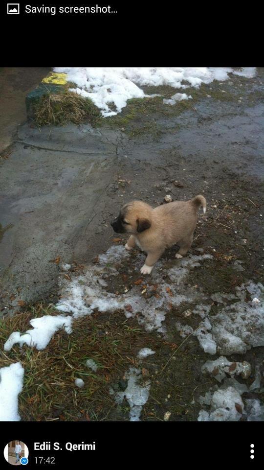 Buba