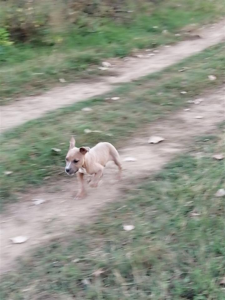 Pit-bul
