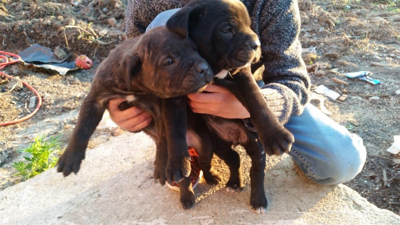Cane-corso