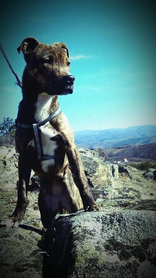 Pitbull-7-muj