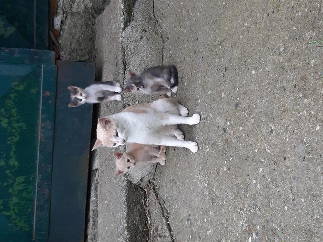 Macat